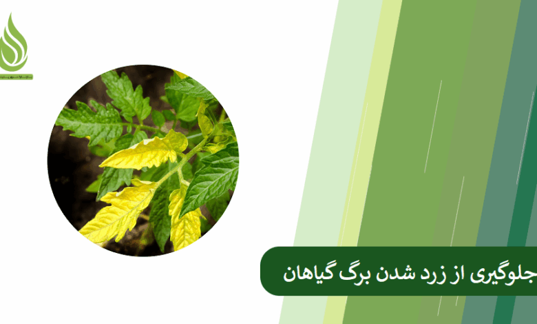 تصویر با این روش ها جلوی زرد شدن برگ گیاهان را بگیرید!