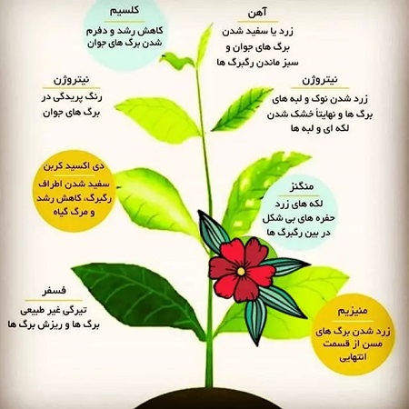 دلایل زرد شدن برگ گیاهان- کمبود مواد مغذی