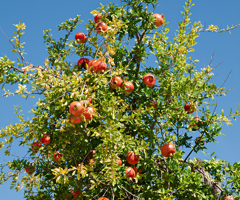 درختان میوه گرمسیری- انار