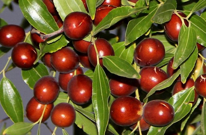 درختان میوه گرمسیری- عناب