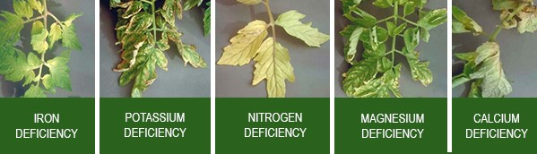Pattern of how leaves turn yellow