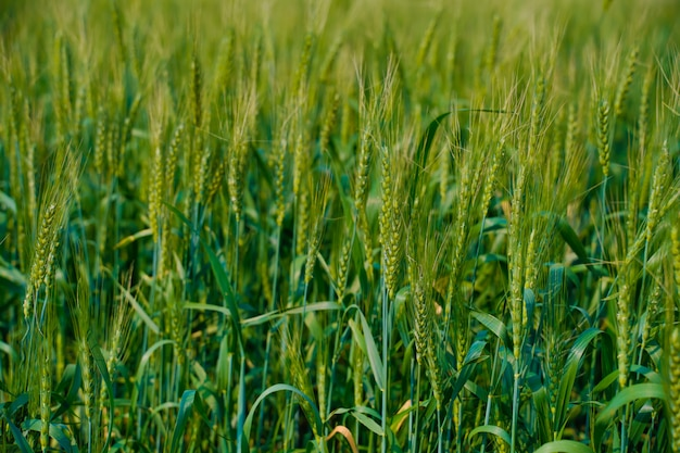 Why Is Fertilization Important for Wheat Yields?