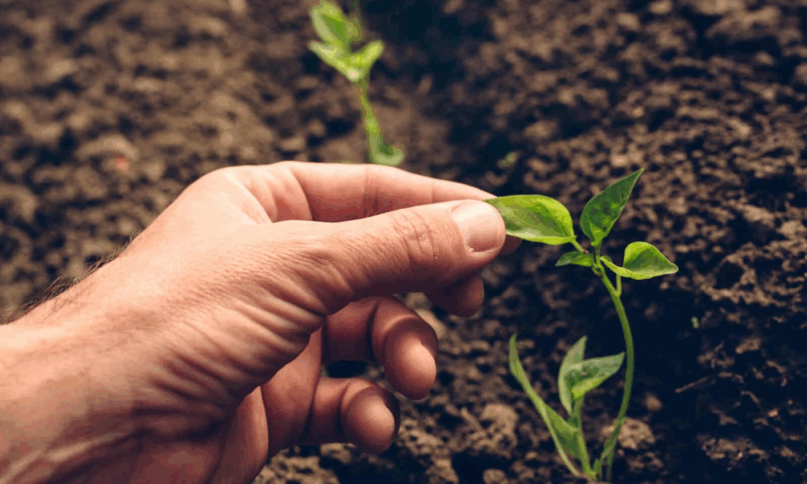General Solutions for Reviving Plants