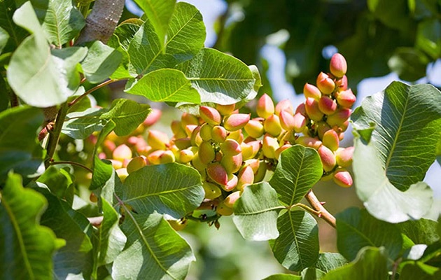 درختان میوه گرمسیری- پسته