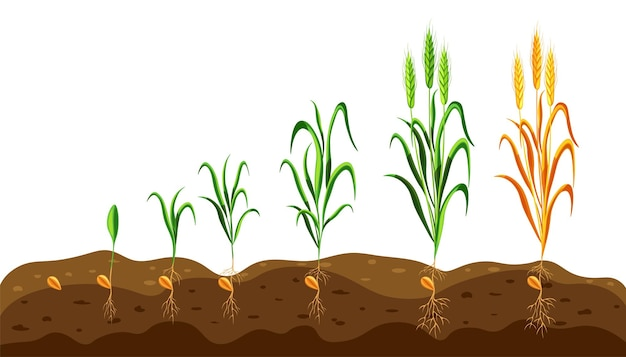 Wheat Fertilization Schedule