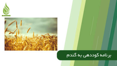 تصویر برنامه کامل کوددهی به گندم: چه کودی، چه زمانی؟