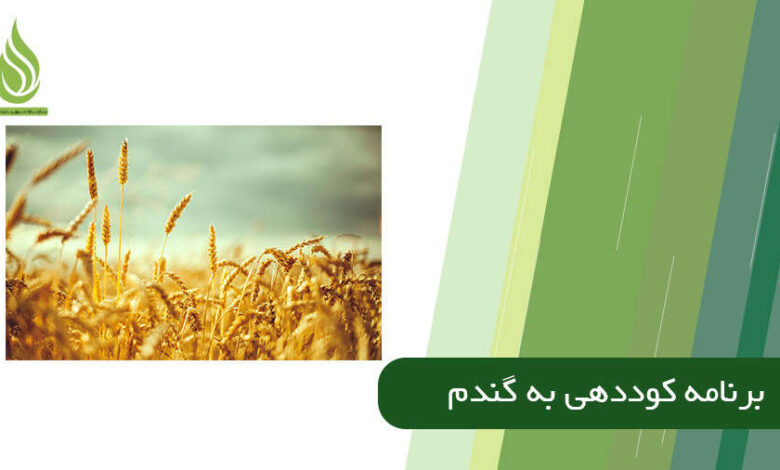 تصویر برنامه کامل کوددهی به گندم: چه کودی، چه زمانی؟