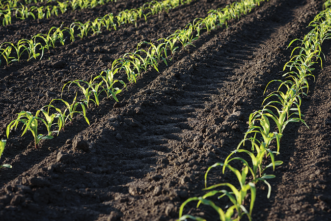 plant growth and performance