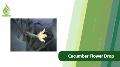 تصویر Reasons for Cucumber Flower Drop & Ways to Prevent It