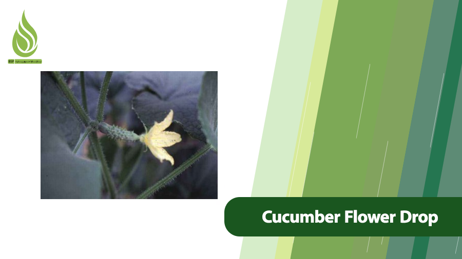 Cucumber Flower Drop