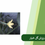 بررسی دلایل ریزش گل خیار