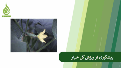 تصویر چرا گل های خیار می ریزند؟ درمان ریزش گل خیار چیست؟