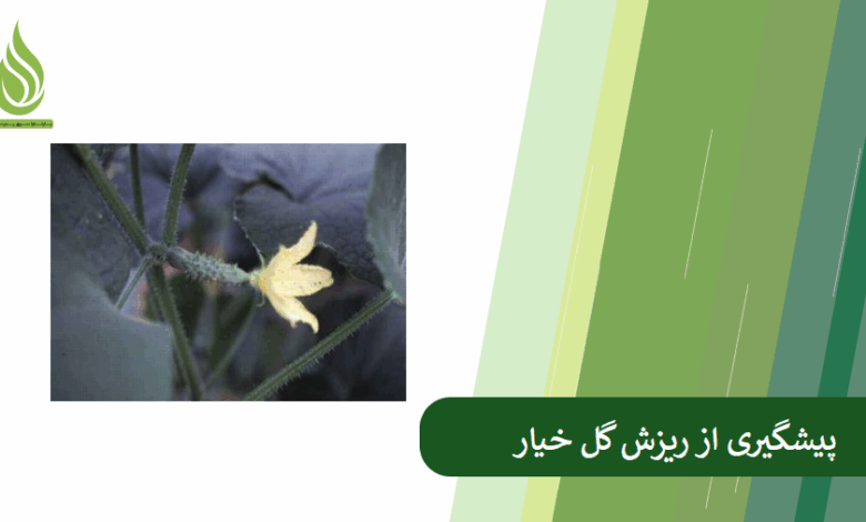 تصویر چرا گل های خیار می ریزند؟ درمان ریزش گل خیار چیست؟