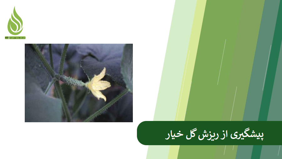 بررسی دلایل ریزش گل خیار