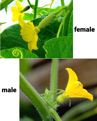 Cucumber plants produce two types of flowers: male and female.