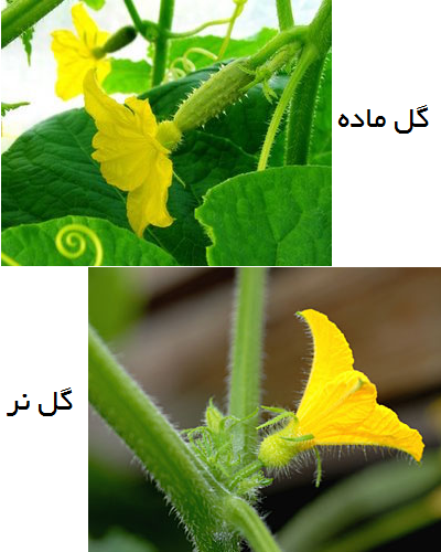 دلیل ریزش گل خیار- بررسی گل های نر و ماده