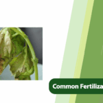 Fertilization Mistakes