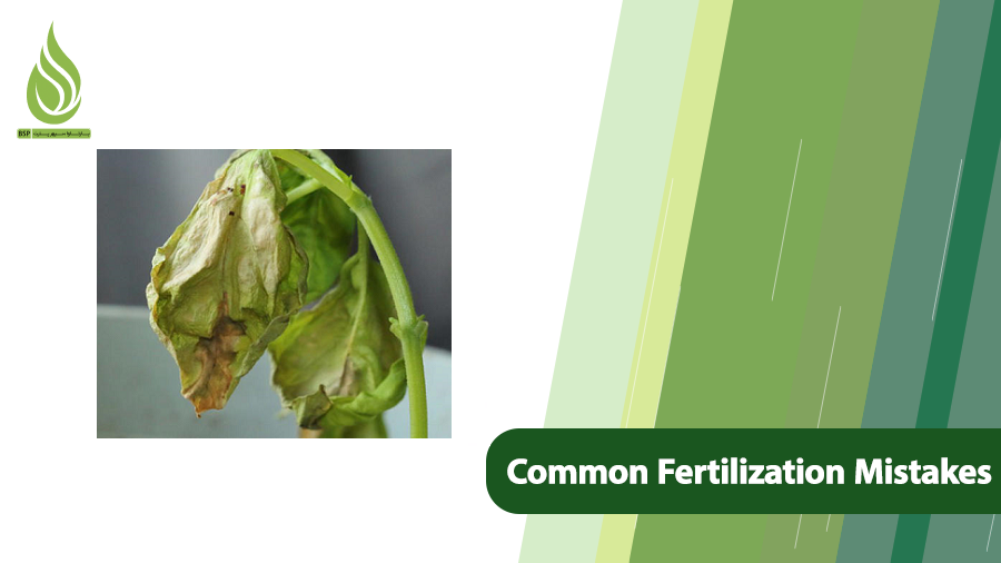 Fertilization Mistakes