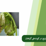 بررسی مهم ترین و شایع ترین اشتباهات کوددهی