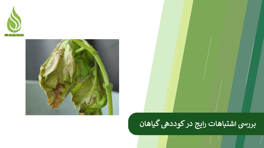بررسی مهم ترین و شایع ترین اشتباهات کوددهی