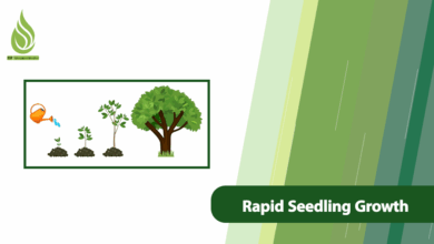 تصویر What Factors Influence the Rapid Growth of a Seedling or Tree?