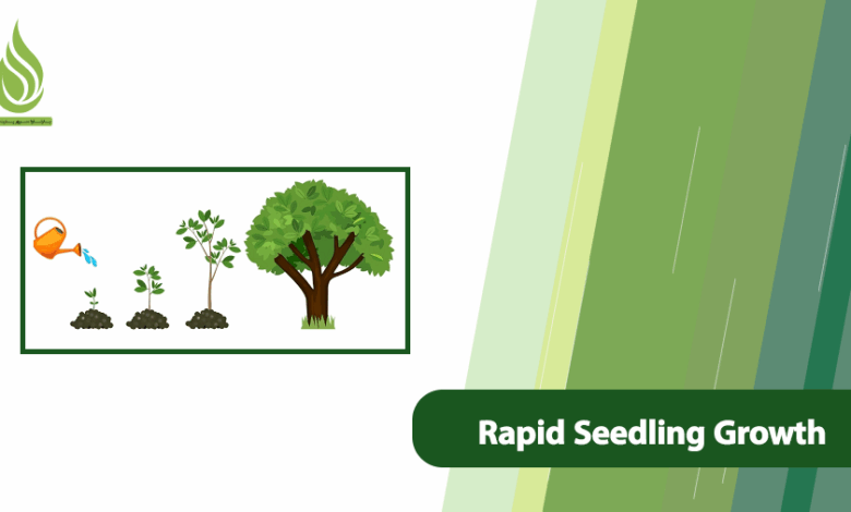 تصویر What Factors Influence the Rapid Growth of a Seedling or Tree?