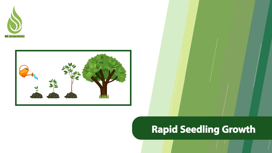 Rapid Seedling Growth