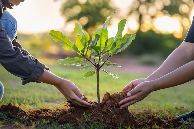 نکات مهم برای رشد سریع نهال - کوددهی به حد نیاز