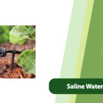 Saline Water Irrigation