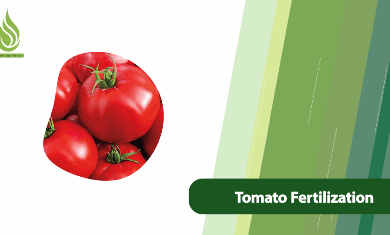 تصویر Tomato Fertilization: Key Tips for Boosting Yield and Flavor