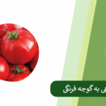 همه چیز درباره کوددهی گوجه فرنگی