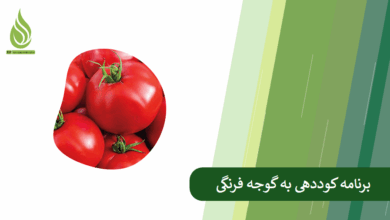 تصویر کوددهی گوجه فرنگی: نکات کلیدی برای افزایش عملکرد و طعم