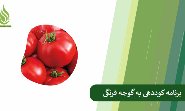 تصویر کوددهی گوجه فرنگی: نکات کلیدی برای افزایش عملکرد و طعم
