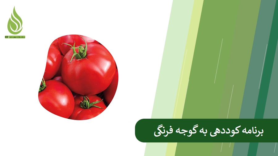 همه چیز درباره کوددهی گوجه فرنگی