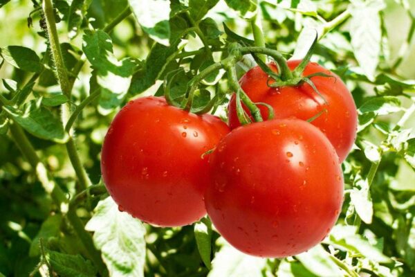 مزیت کوددهی به گوجه فرنگی