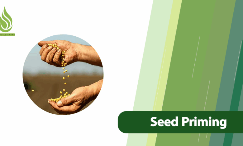 تصویر Seed Priming: A Professional Technique to Boost Germination