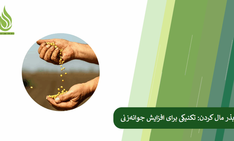 تصویر بذر مال کردن: تکنیکی ساده اما حرفه‌ای برای افزایش جوانه‌زنی