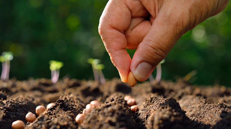planting seeds in a right way