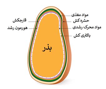تعریف بذر مال کردن