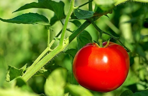 اهمیت کوددهی گوجه فرنگی