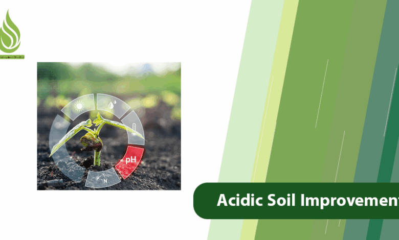 تصویر Why Acidic Soil Needs Improvement and How to Fix It?