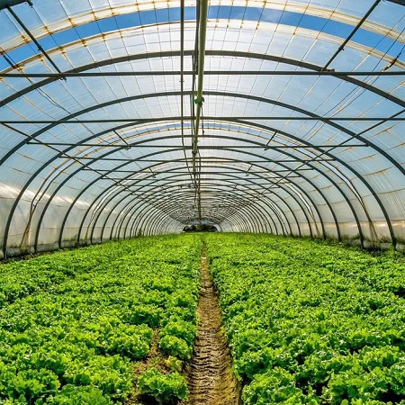 سولفات آمونیوم برای گلخانه ها
