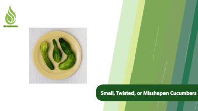 تصویر Why Are Cucumbers Small, Twisted, or Misshapen? + Solutions