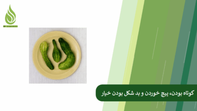تصویر چرا خیار ها کوچک، پیچ خورده یا بد شکل می شوند؟ + راهکار اصلاح