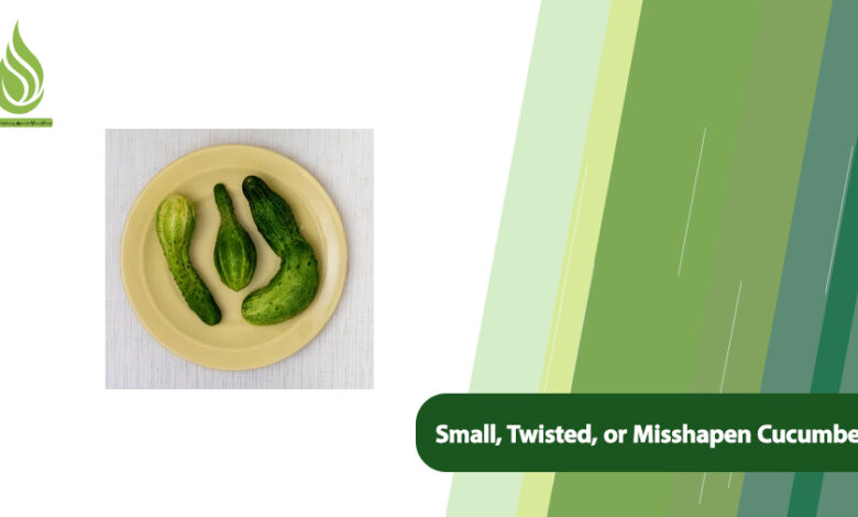 تصویر Why Are Cucumbers Small, Twisted, or Misshapen? + Solutions