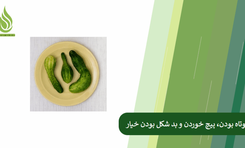 تصویر چرا خیار ها کوچک، پیچ خورده یا بد شکل می شوند؟ + راهکار اصلاح