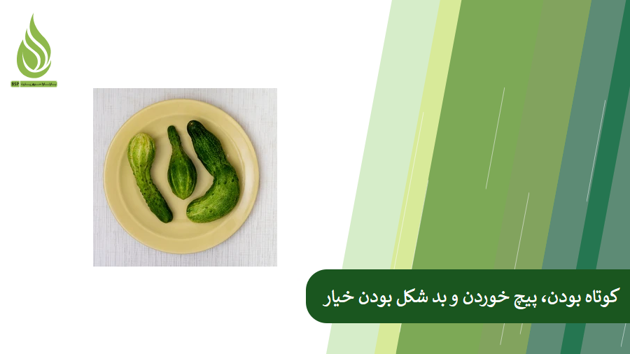 پیشگیری از بد شکل بودن خیار