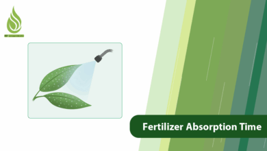 تصویر What Is Fertilizer Absorption Time? (Liquid, Crystal, Granular, Etc.)