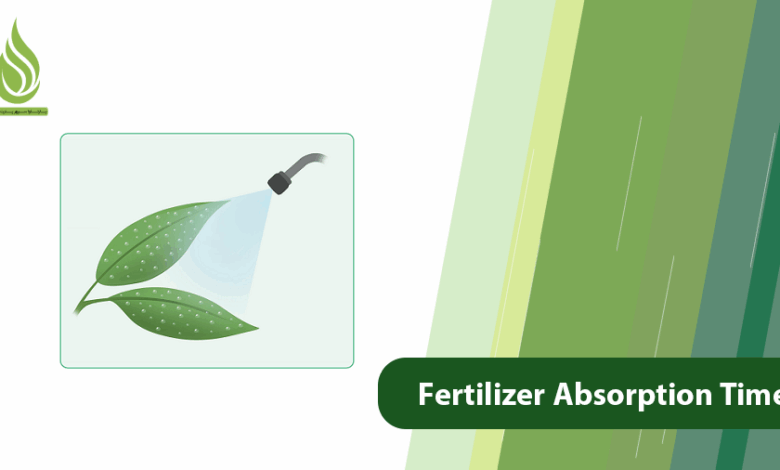 تصویر What Is Fertilizer Absorption Time? (Liquid, Crystal, Granular, Etc.)