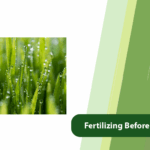 Fertilizing Before or After Rain